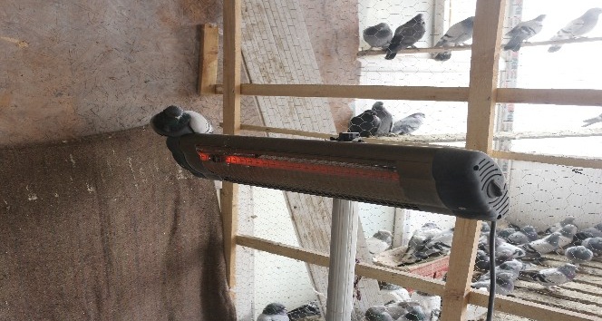 Güvercinleri elektrikli ısıtıcıyla soğuktan koruyor