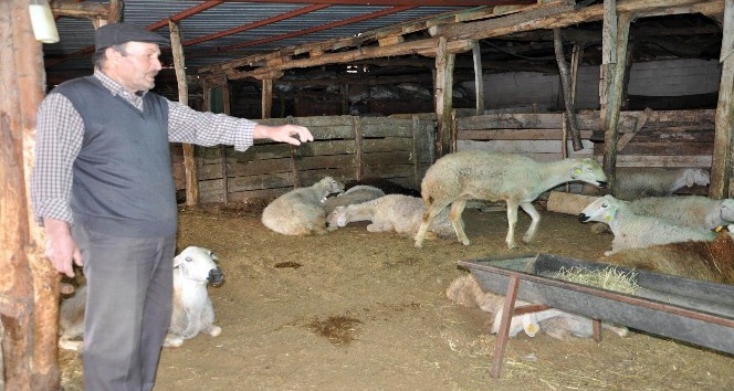Yozgat’taki koyun ölümlerinin veba hastalığından olduğu ortaya çıktı