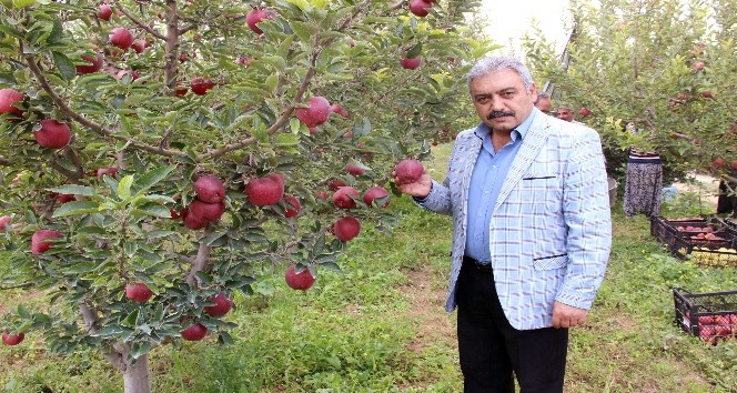Karaman elmasında 500 bin ton rekolte beklentisi