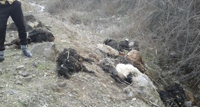 Kayalıklardan atlayan 35 keçi telef oldu