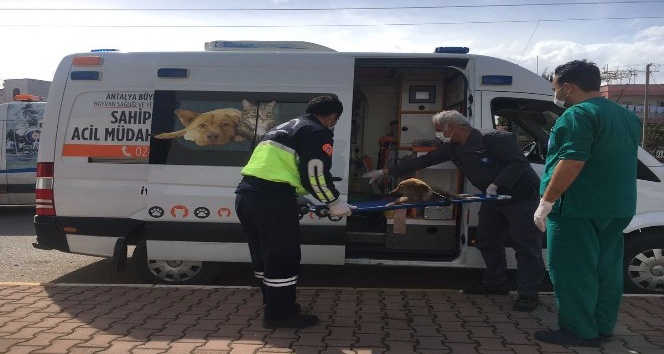 Antalya Büyükşehir’den yaralı hayvanlara ambulansla müdahale