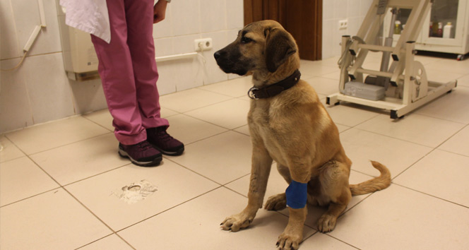 Düştüğü kuyudan 11 gün sonra kurtarılan 'Kuyu köpek' ölümü bir kez daha yendi