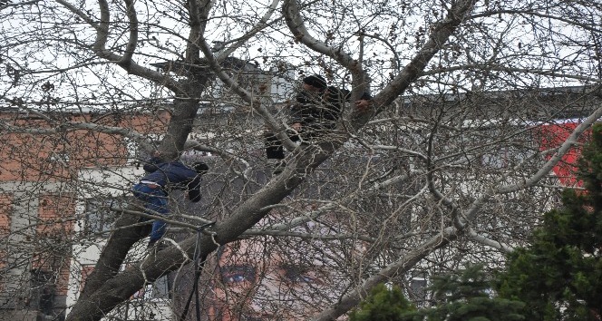 Cumhurbaşkanı Erdoğan’ı yakından görebilmek için ağaca çıktılar