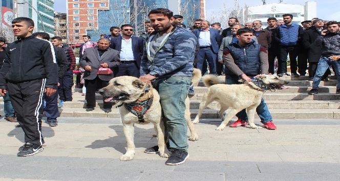 Hollanda’yı Kangal köpekleriyle protesto ettiler