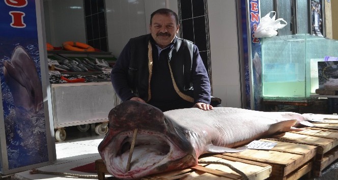 200 kiloluk köpek balığı görenleri hayrete düşürdü