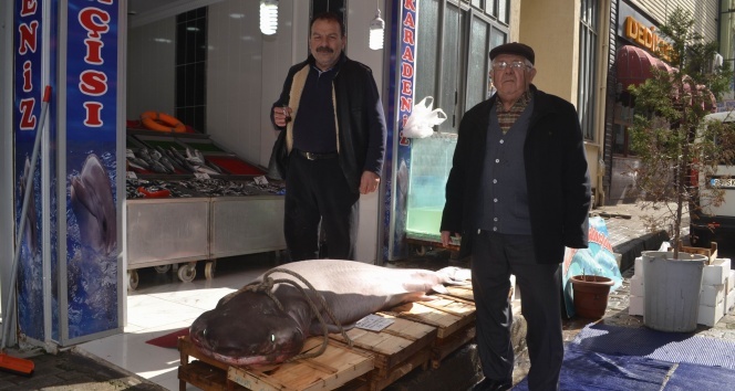 200 kiloluk köpek balığı görenleri hayrete düşürdü
