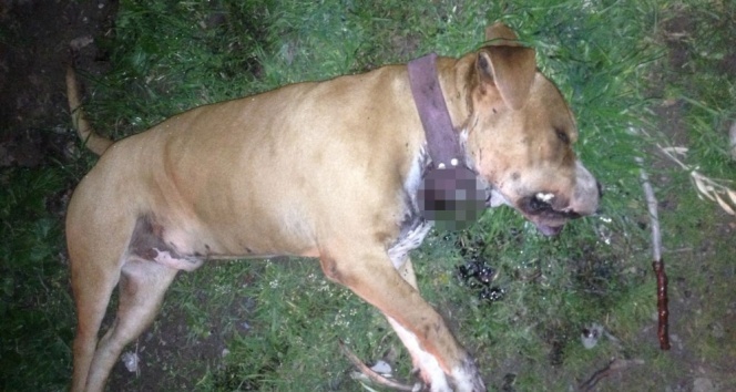 Manisa’da Boxer cinsi köpek bıçaklanarak öldürüldü | Manisa haberleri