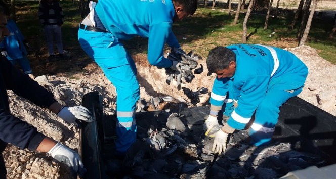 Şanlıurfa’da kuş ölümleri halkı tedirgin ediyor