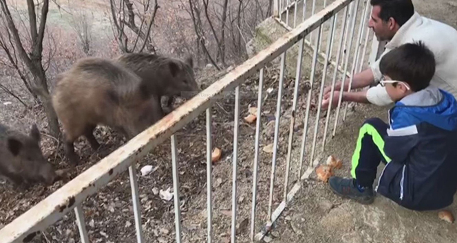 Tunceli&#039;de, yaban domuzları şehre inmeye devam ediyor