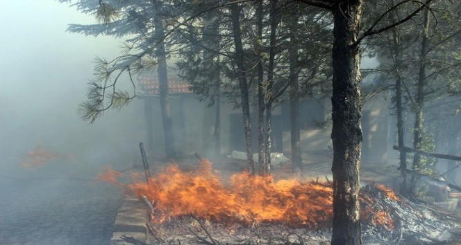Anız yangını ormanlık alanı kül etti