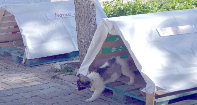 Piazza’dan sokak hayvanlarına yuva desteği