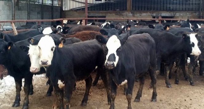 Yerli sığır fiyatı yıllık bazda yüzde 26,3 arttı