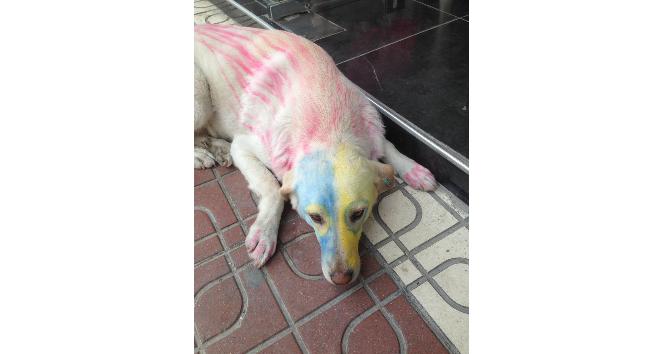 Köpekleri tuttuğu takımın rengine boyadı