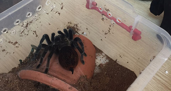 Terör zanlısının evinden tarantula çıktı