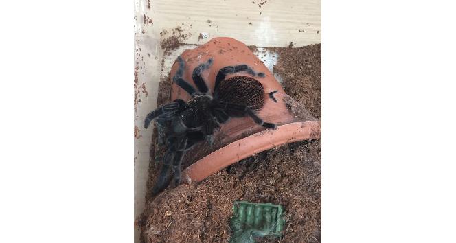Terör zanlısının evinden tarantula çıktı
