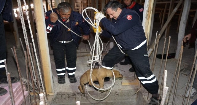 Asansör boşluğuna düşen köpek kurtarıldı