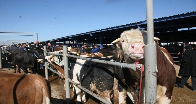 Et fiyatlarına müdahale edileceği haberlerinin canlı hayvan pazarlarına yansıması