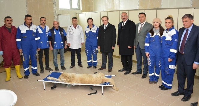 Hakkari’de ‘Sokak Hayvanları Rehabilitasyon Merkezi’ açıldı