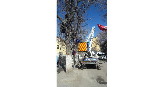 Kars Belediyesi ağaçları buduyor