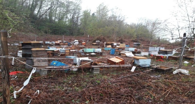 Kastamonu’da aç kalan ayı, 100 arı kovanını parçaladı