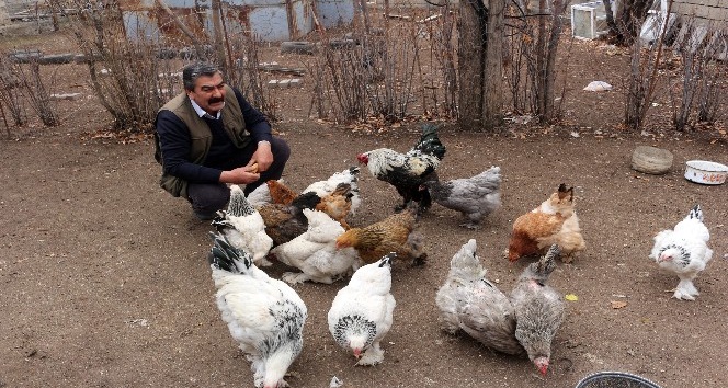 Ağrı’dan Irak’a Hint horoz ve tavuklarını ihraç edecek