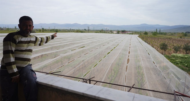 Üzüm bağını dolu filesi ile örttü