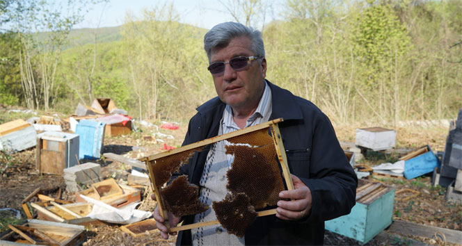 Kış uykusundan uyanan ayılar, 120 arı kovanını parçaladı