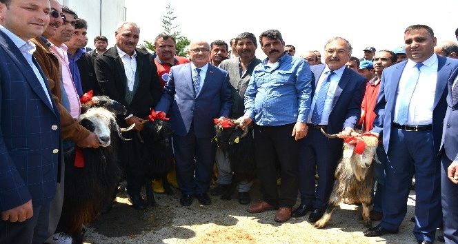 Büyükşehir Belediyesi, üreticilere 910 damızlık kıl keçisi tekesi dağıttı