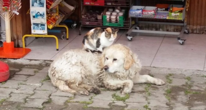 Kedi ile köpeğin dostluğunu gören şaşırıyor