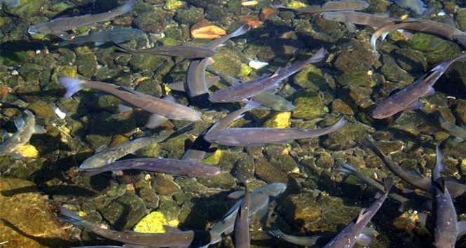 Bu balıklar Çanakkale gazisi