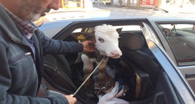 Rahatsızlanan buzağıyı veterinere otomobilinin arka koltuğunda götürdü
