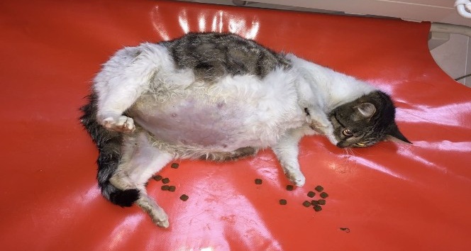 Ölmek üzereyken bulunan kedi sağlığına kavuştu