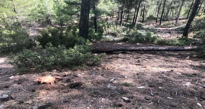 Kestiği ağacın altında kalan orman işçisi öldü