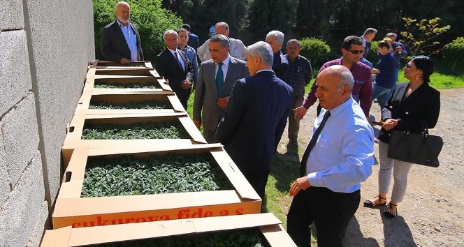 Osmaniye’de 193 bin 700 adet sebze fidesi dağıtıldı
