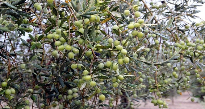 Olivtech Fuarı, Türkiye’de zeytin ve zeytinyağı tüketimini arttıracak