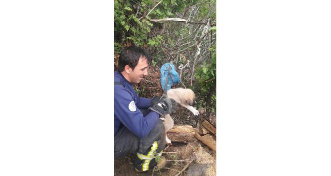 Kuru ağaç kütüğünde mahsur kalan köpeği itfaiye kurtardı