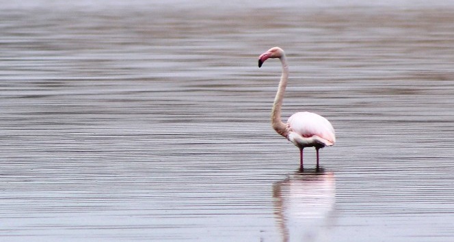 (Özel Haber)Akkaya barajı flamingoları ağırlıyor