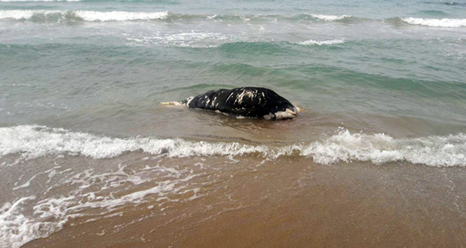 Side'de sahiline ölü inek vurdu