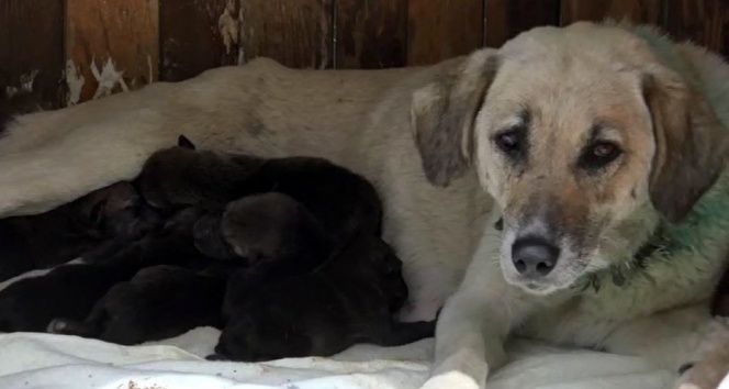 Yavru kurtlara anne köpek şefkati