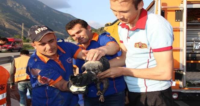 Amasya’da menfeze düşen yavru köpeği ekipler kurtardı