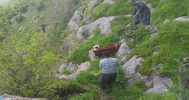 Köylüler, inek sürüsünü kurtarmak için kayaları parçaladı