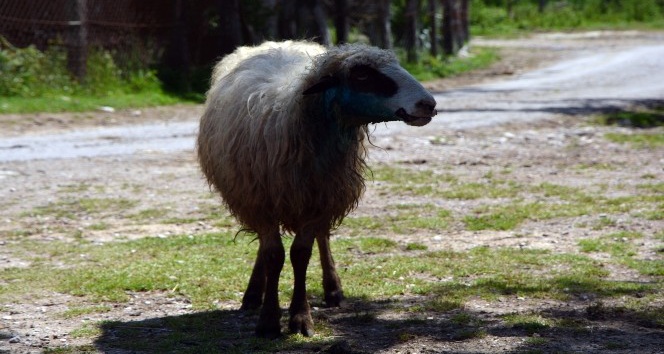 Sinop’ta ahıra giren kurt 4 koyunu telef etti