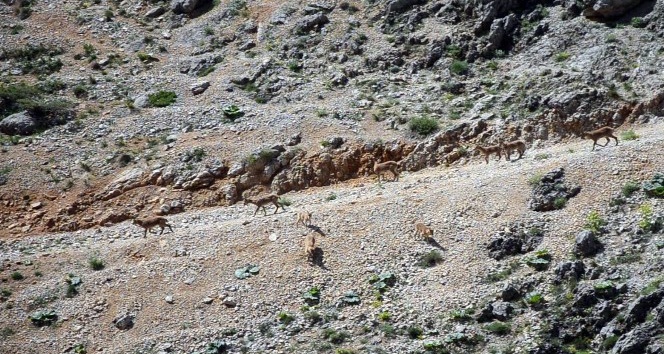 (Özel haber) Koruma altındaki dağ keçileri suya inerken görüntülendi