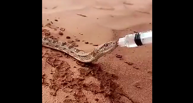 Susuz kalan yılana şırıngayla su