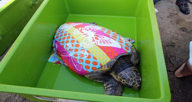Dev kaplumbağayı iyileştirip denize saldılar