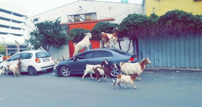 İzmir’de keçiler şehre indi