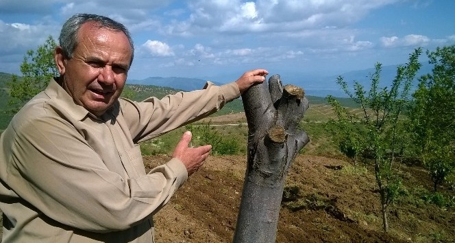 Aydın’da kestane ağaçları kuruyor