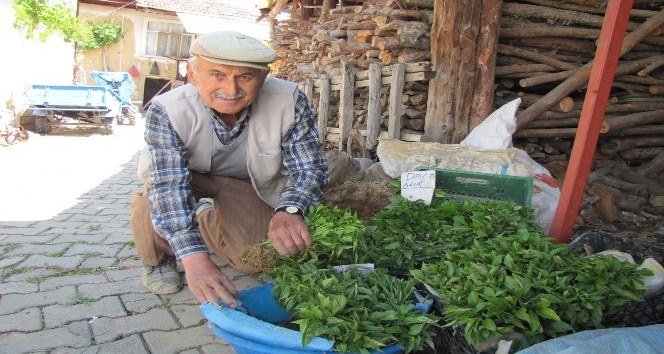Hisarcık’ın sebze fidesi ihtiyacını Hasanlar köyü karşılıyor