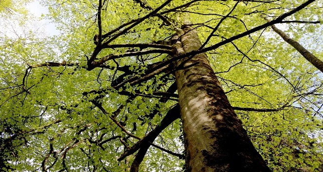 Kuzalan Tabiat Parkı 500 yıllık ağaçları ile dikkat çekiyor