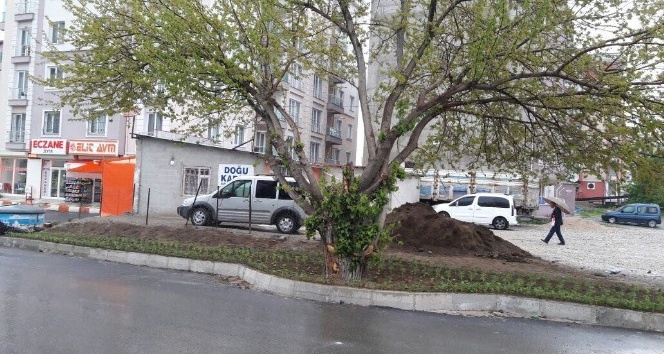 İpekyolu Belediyesi, asırlık  dut ağacı için yolun yönünü değiştirdi